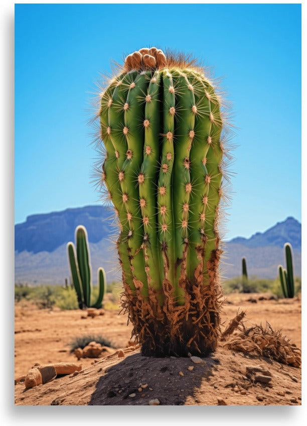 Kaktus i öknen – Ensam tunna-kaktus – poster