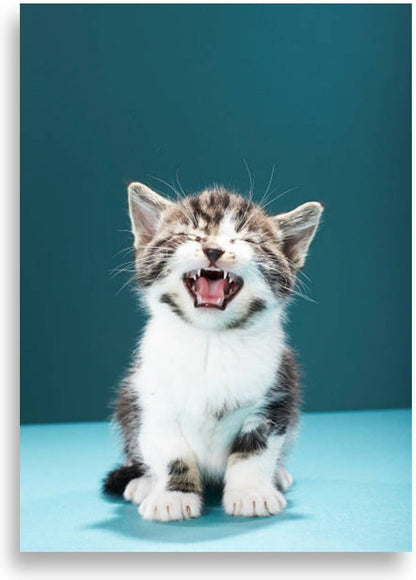 Katt – poster