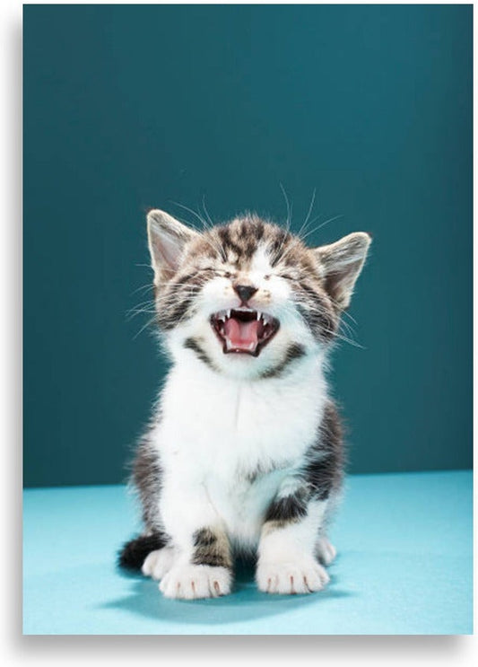 Katt – poster