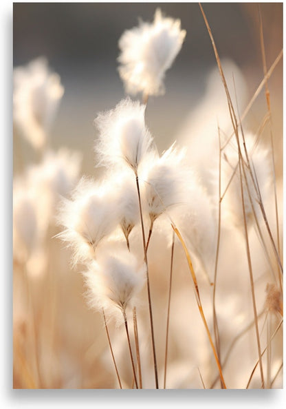 Cottongrass – Golden backlight