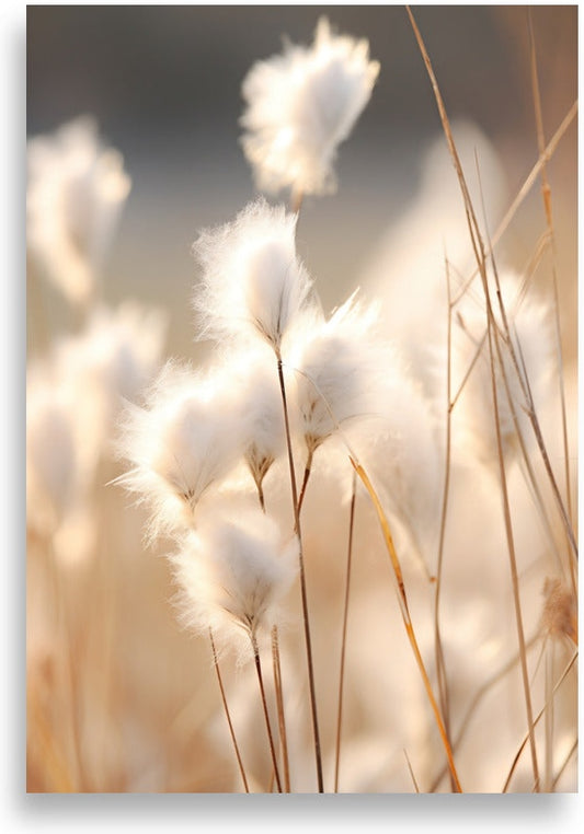 Cottongrass – Golden backlight