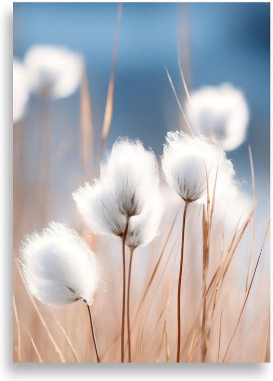 Cottongrass – White tufts against blue sky – poster