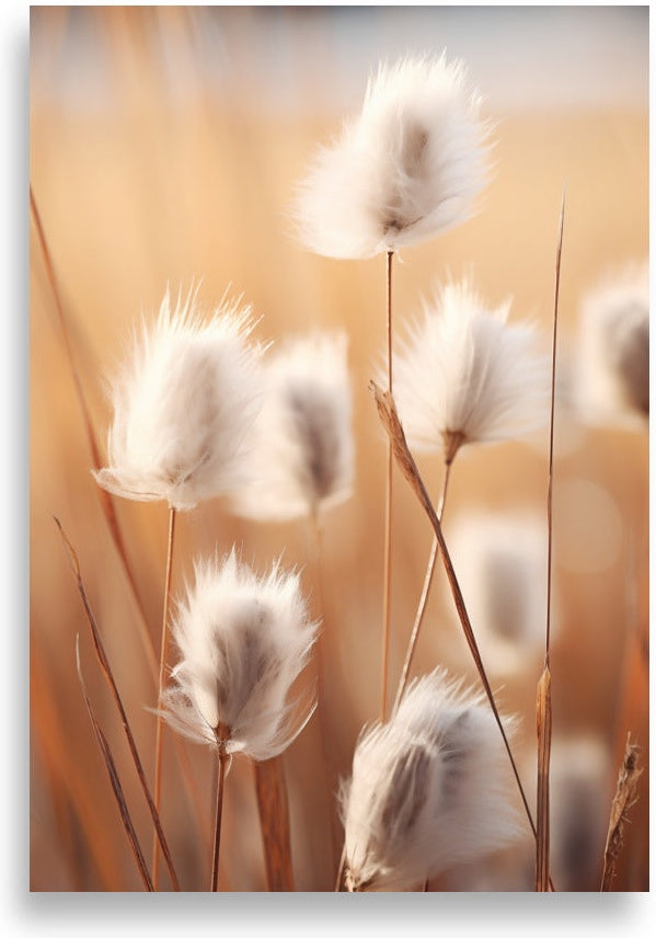 Cottongrass – Field in golden light