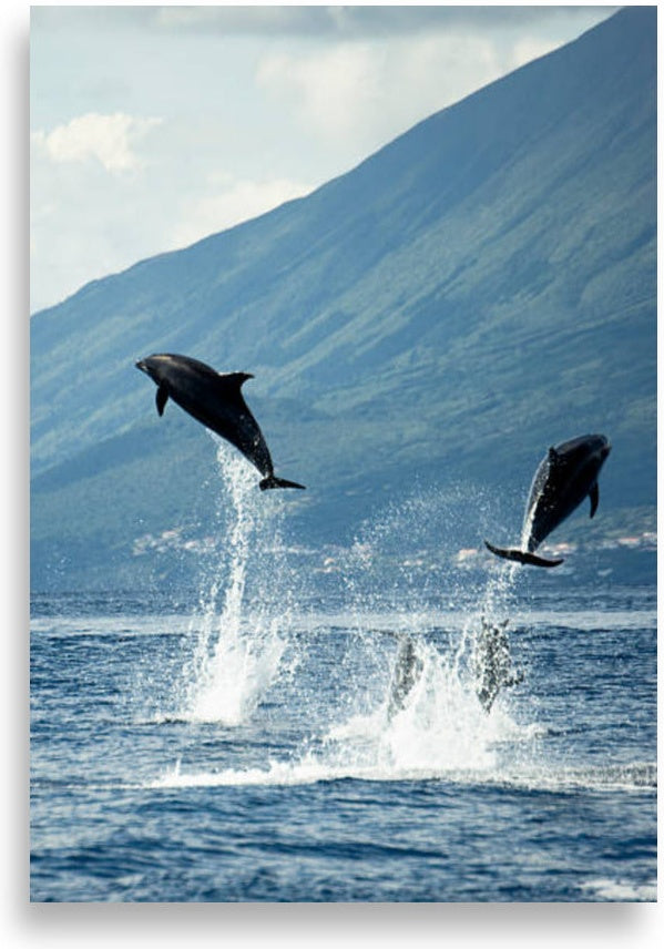 Dolphin