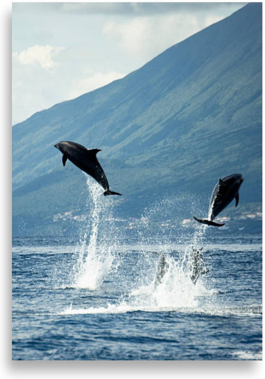 Dolphin