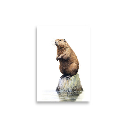 Beaver poster - Posters - EMELART