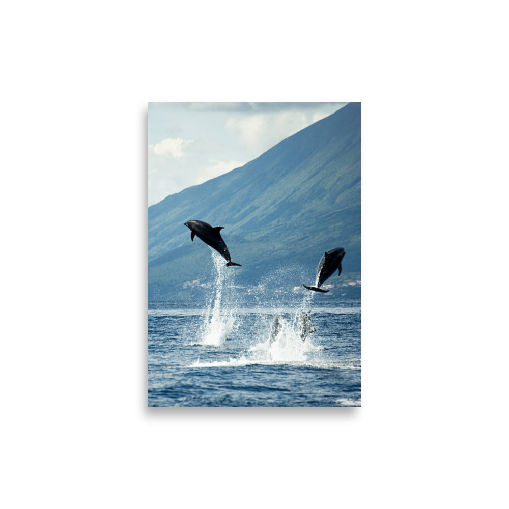 Dolphin poster - Posters - EMELART