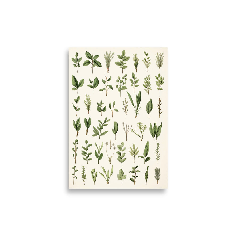 Herbs poster - Posters - EMELART