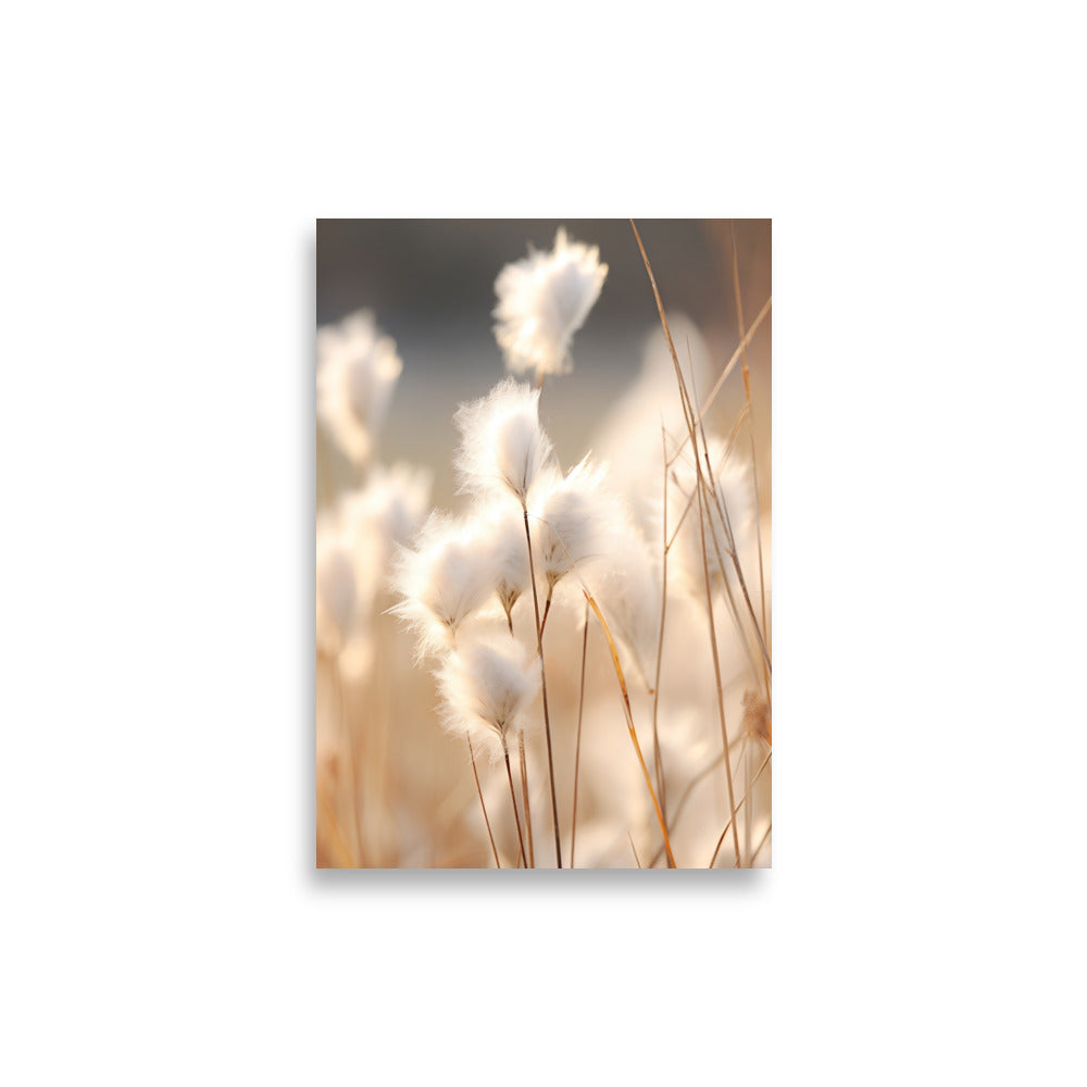 Cottongrass poster - Posters - EMELART