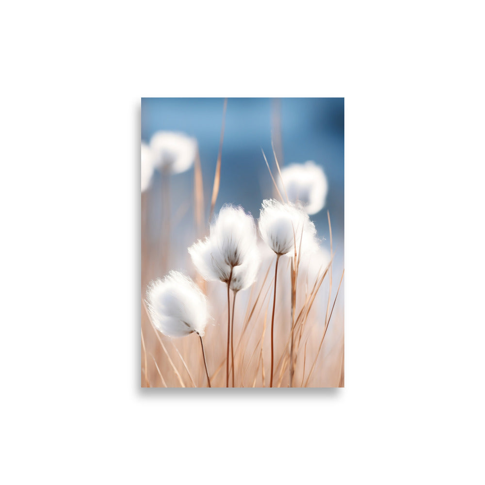 Cottongrass poster - Posters - EMELART