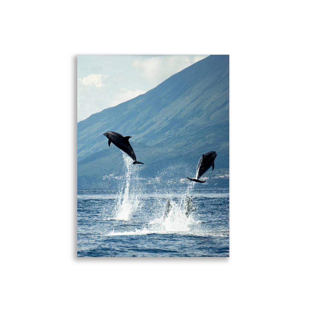 Dolphin poster - Posters - EMELART