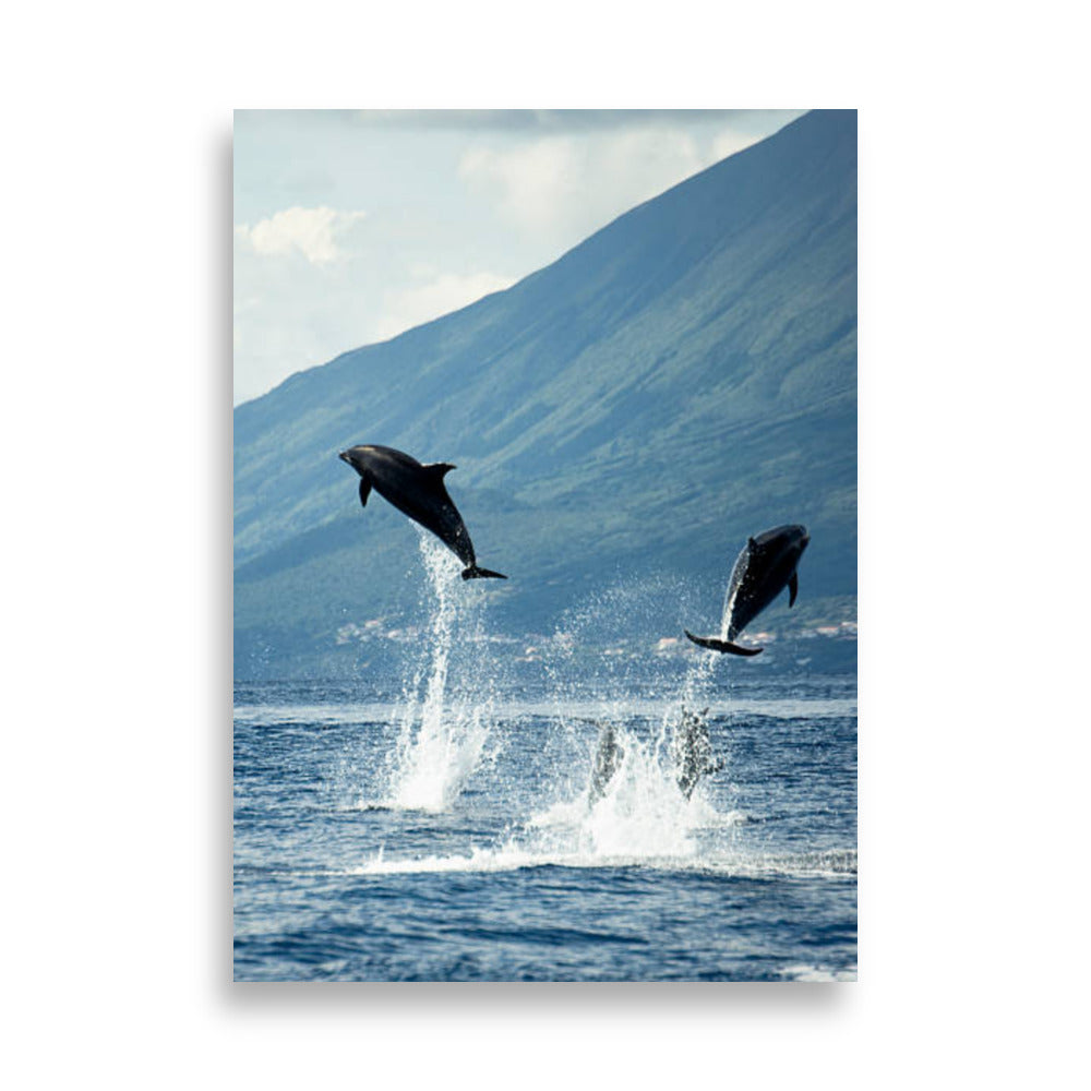 Dolphin poster - Posters - EMELART