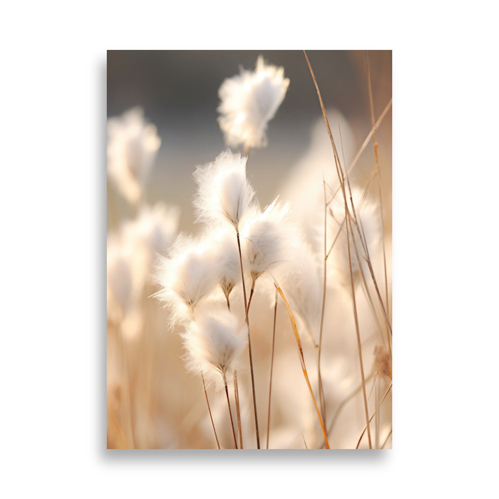 Cottongrass poster - Posters - EMELART