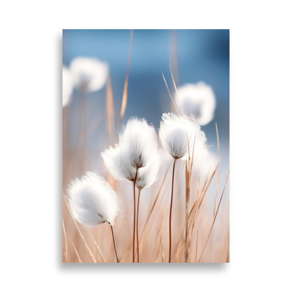 Cottongrass poster - Posters - EMELART