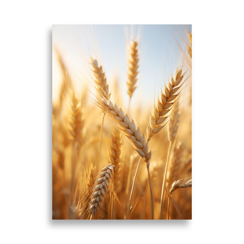 Wheat poster - Posters - EMELART