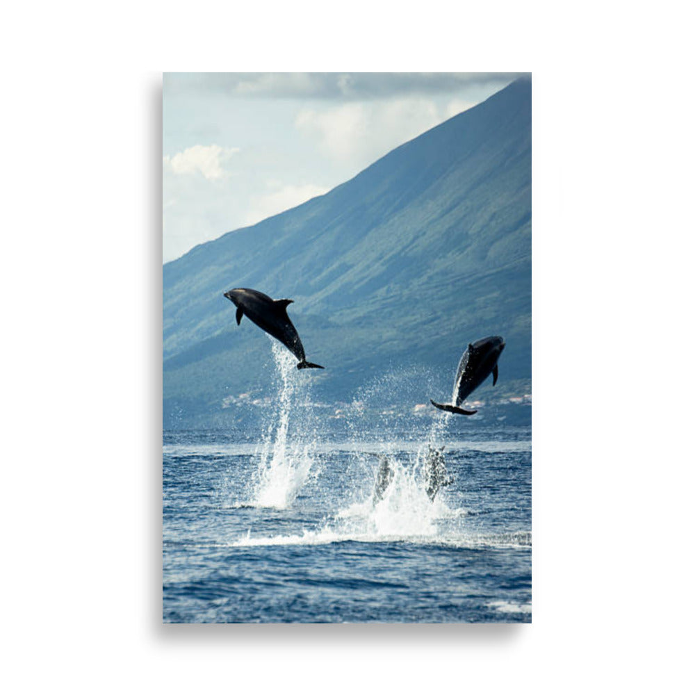 Dolphin poster - Posters - EMELART