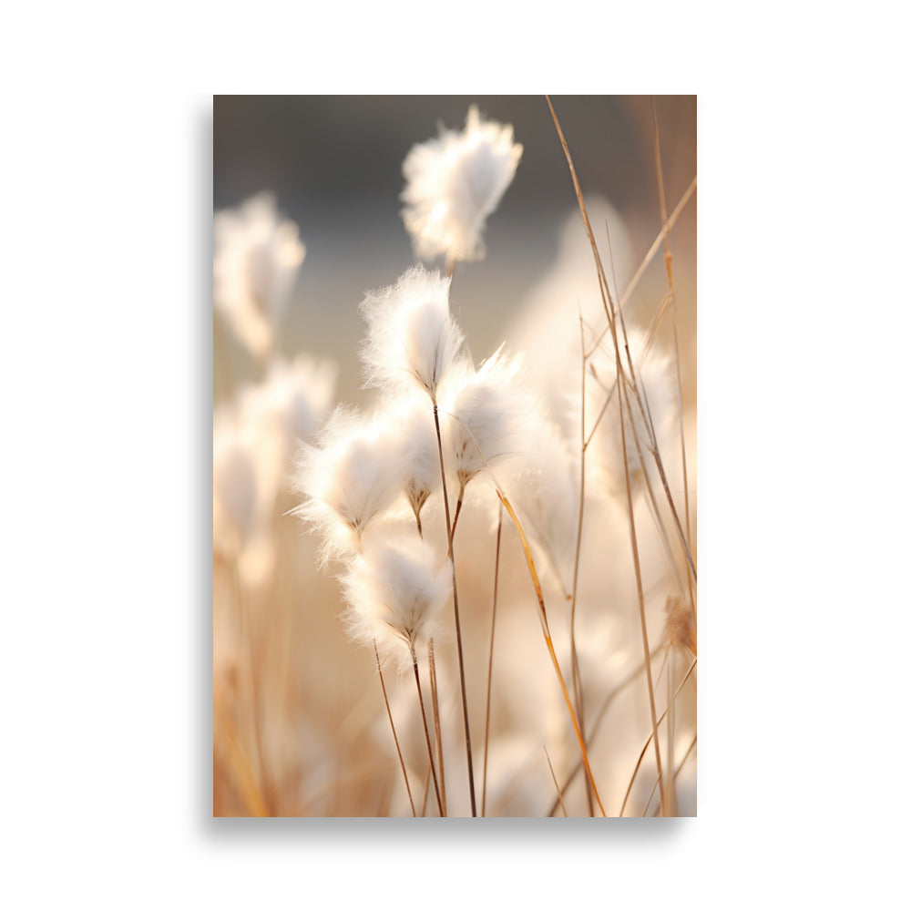 Cottongrass poster - Posters - EMELART