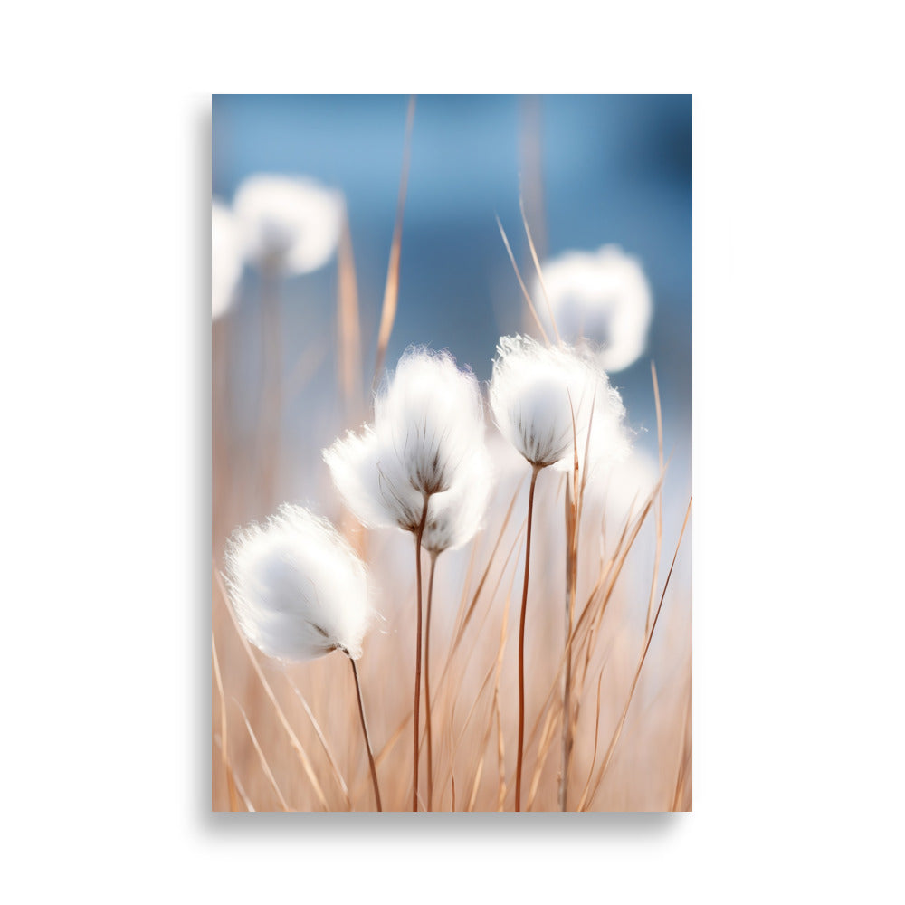 Cottongrass poster - Posters - EMELART