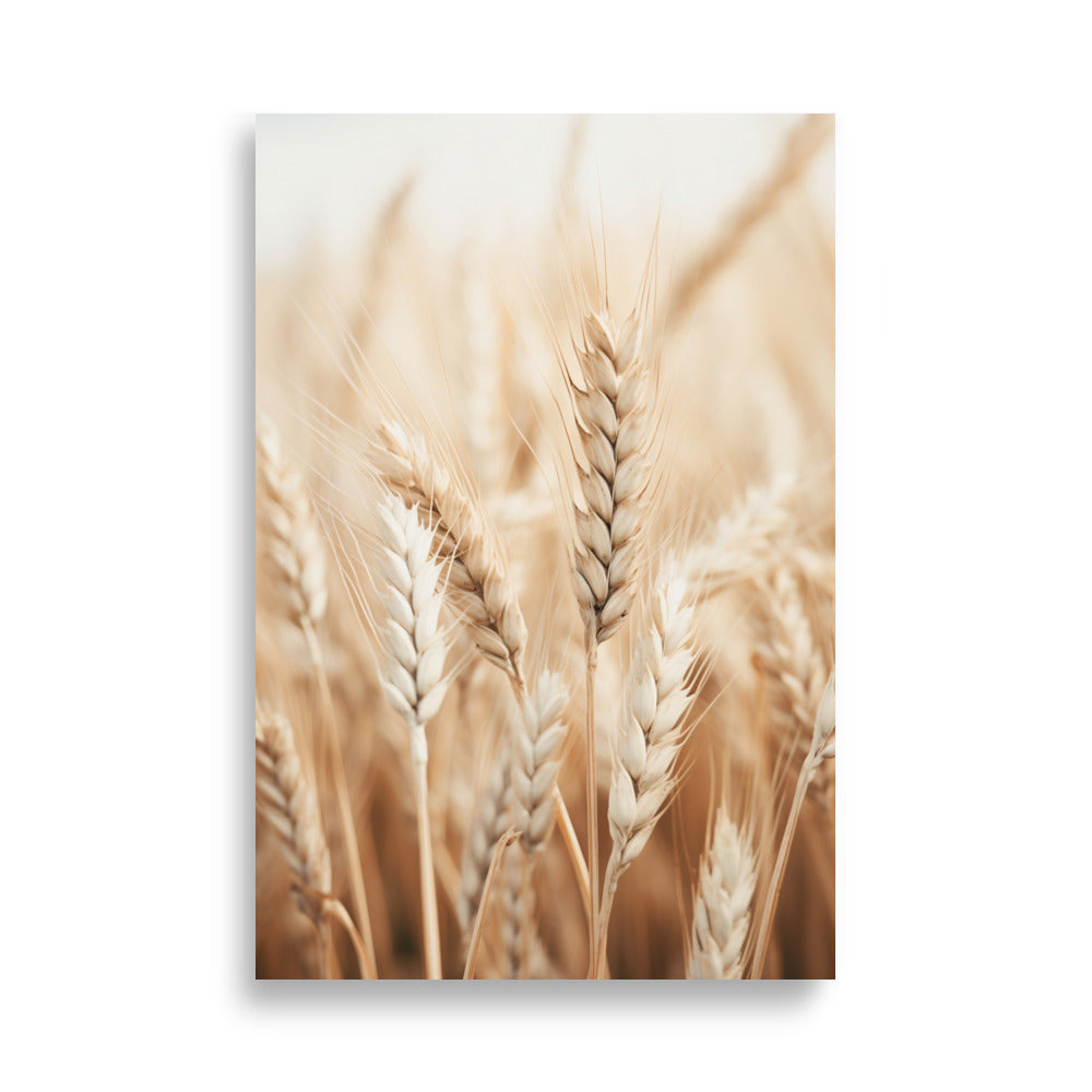 Wheat poster - Posters - EMELART