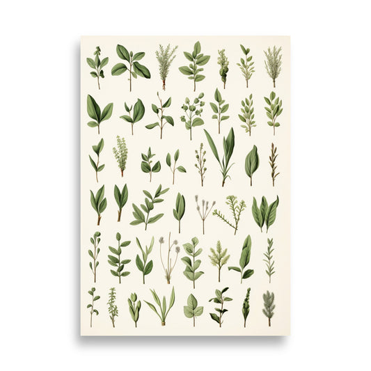 Herbs poster - Posters - EMELART