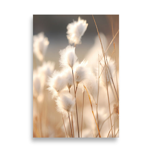 Cottongrass poster - Posters - EMELART