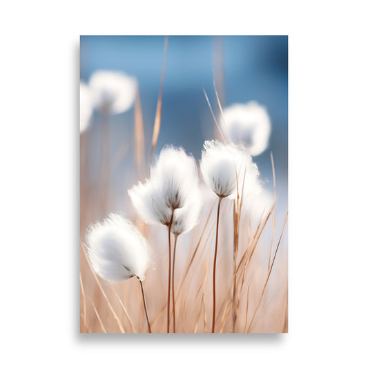 Cottongrass poster - Posters - EMELART