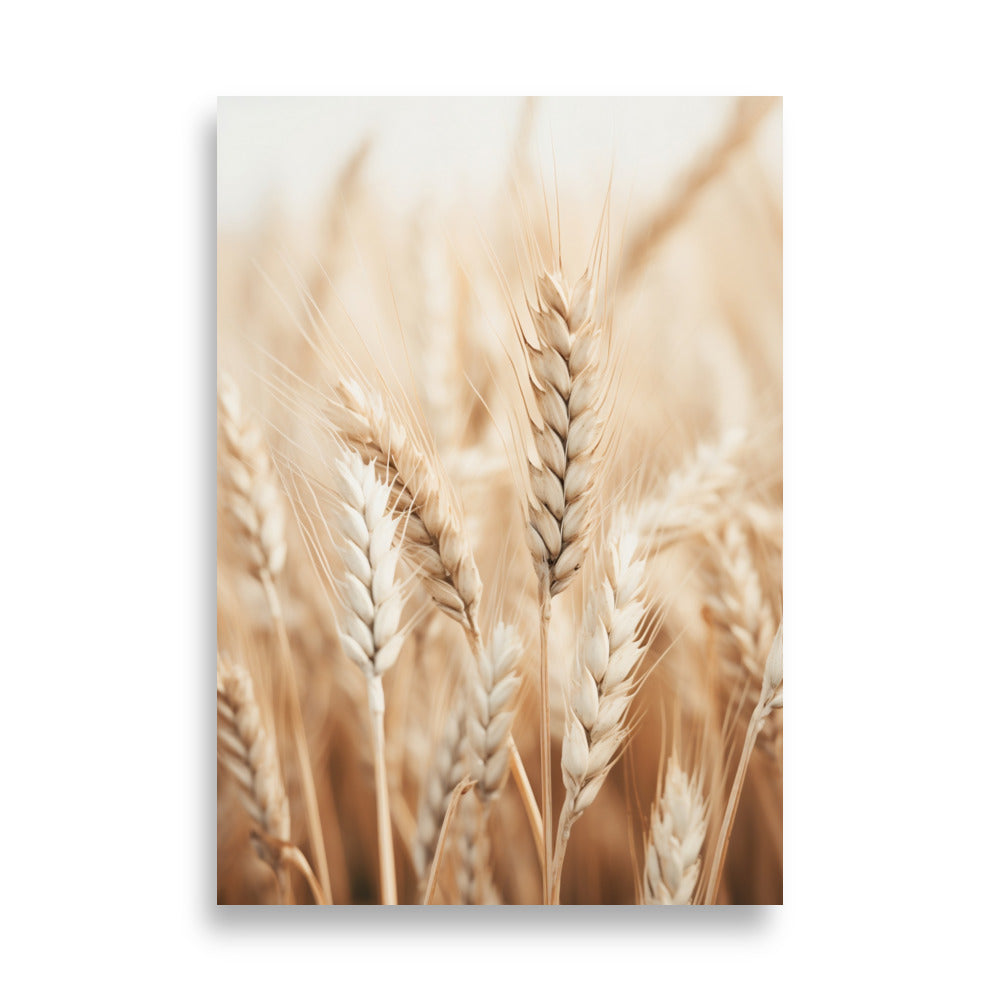 Wheat poster - Posters - EMELART