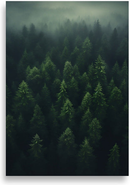 Forest – Forest canopy from above