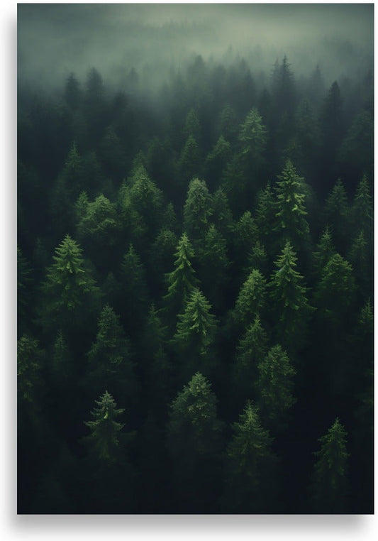 Forest – Forest canopy from above