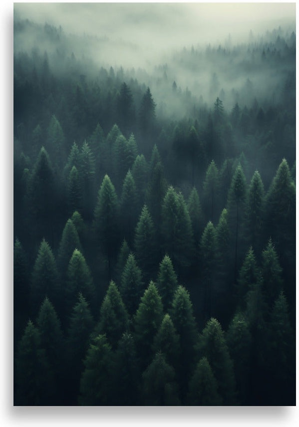 Forest – Misty forest from above