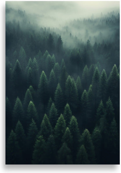 Forest – Misty forest from above
