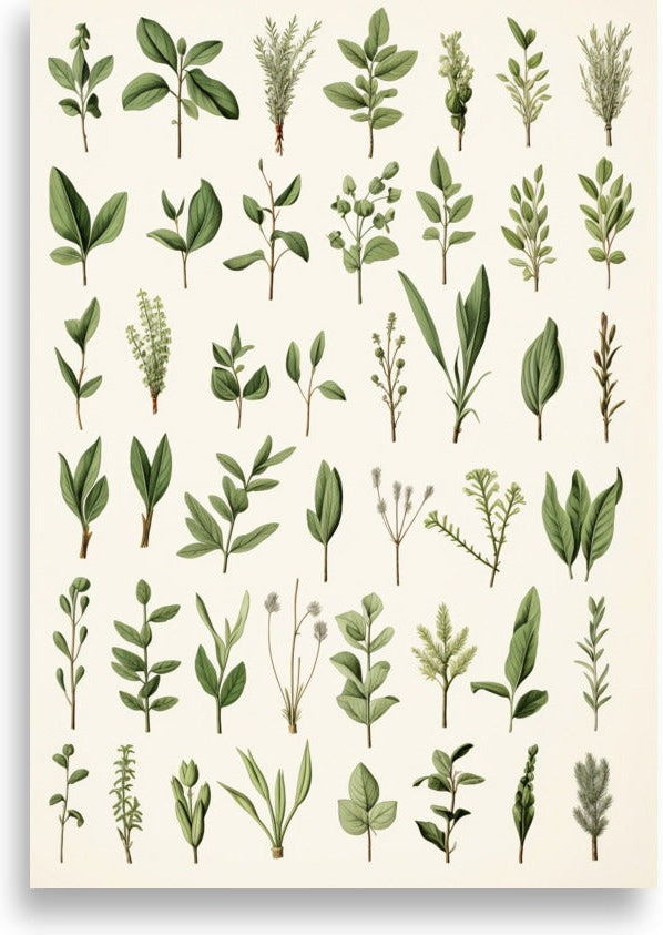Herbs – Green botanical chart