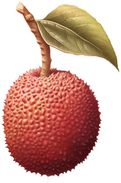 Lychee