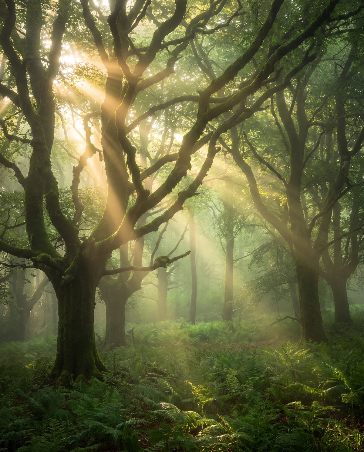 Morgonljus i skogen