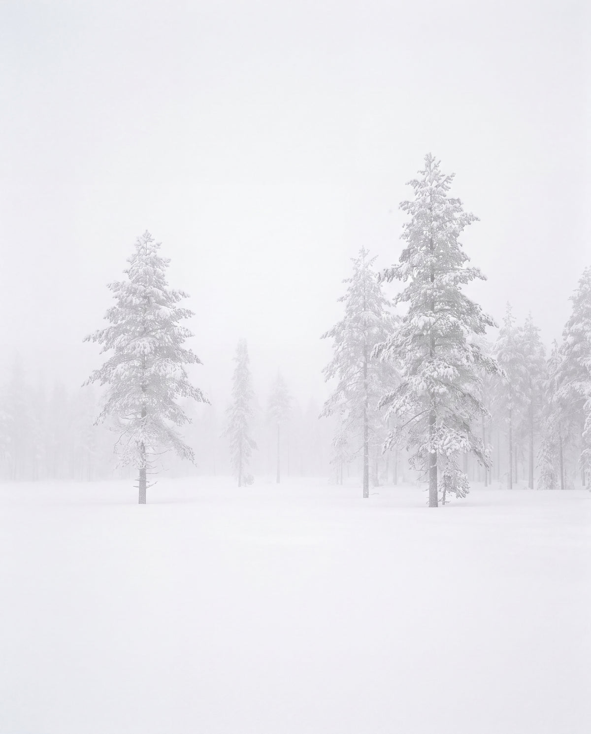 Snöiga björkar