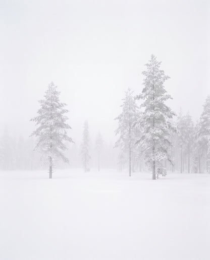 Snöiga björkar