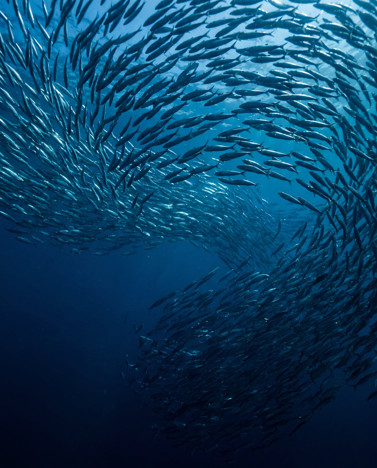 Fiskstim