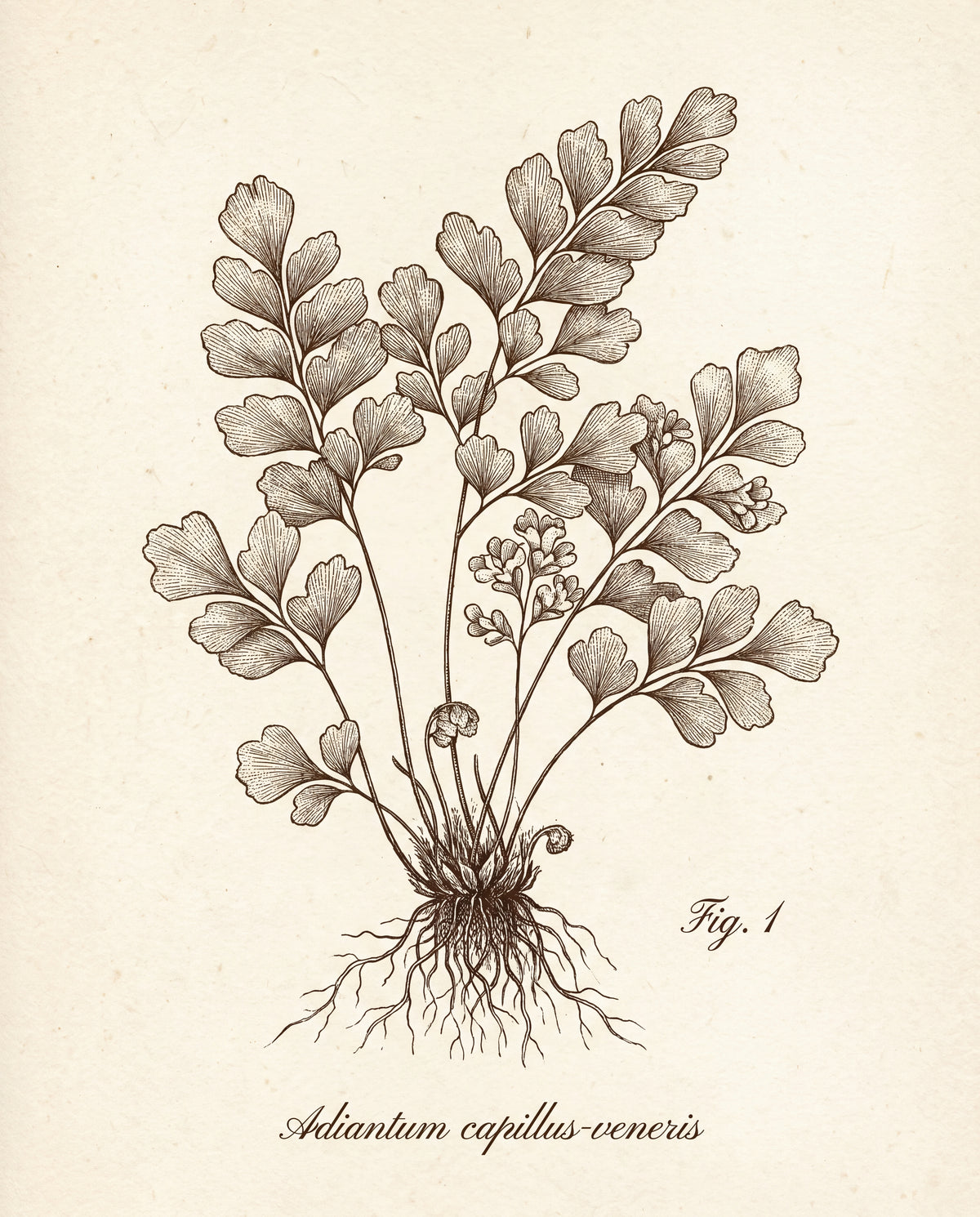 Herbarium