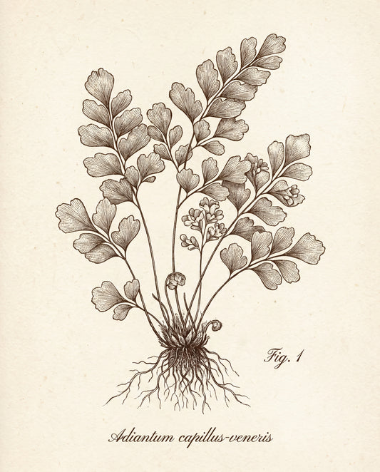 Herbarium