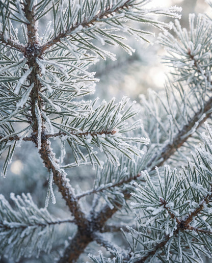 Frost