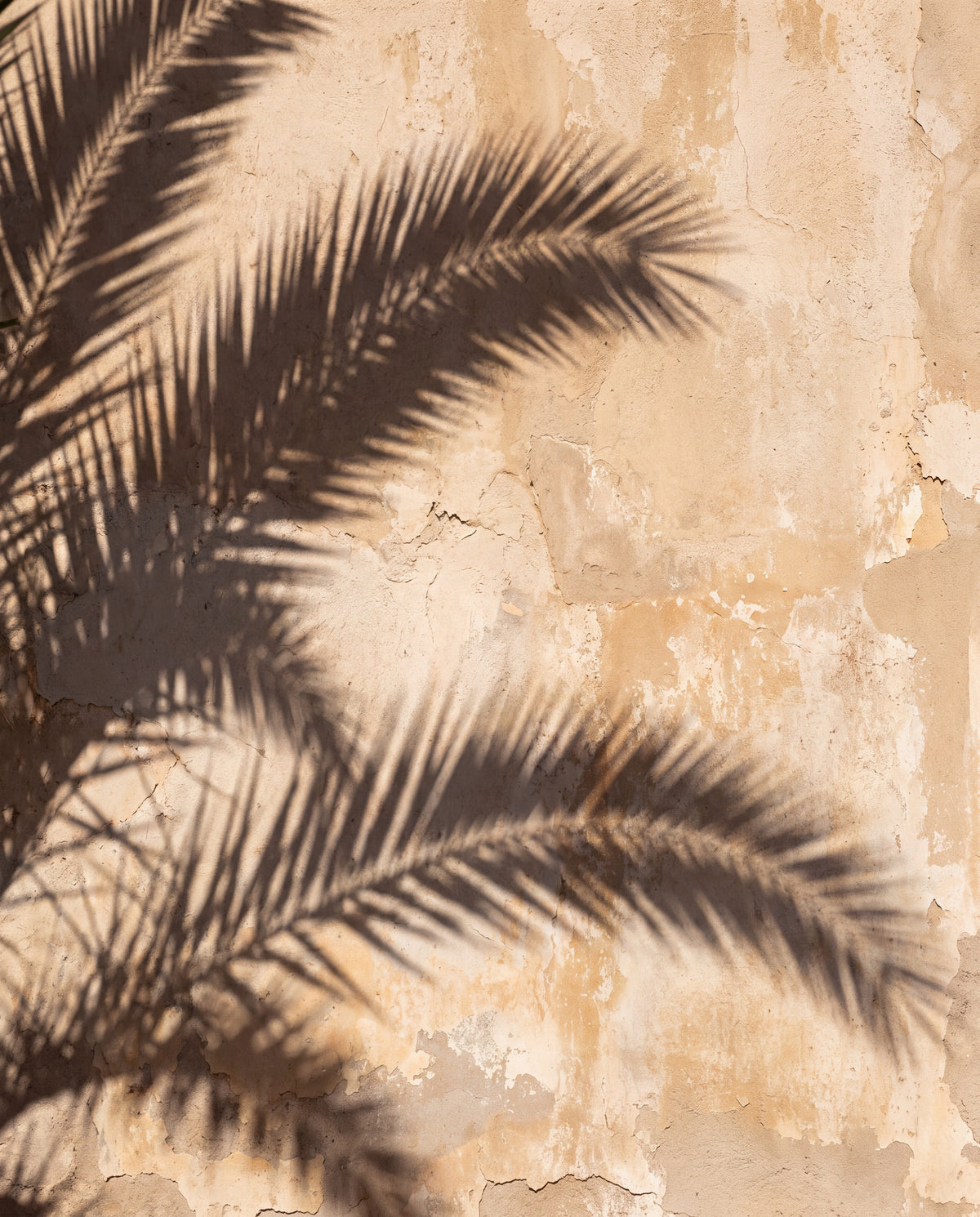 Palmsskuggor