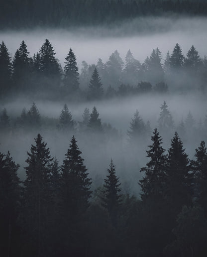Dimmskogen