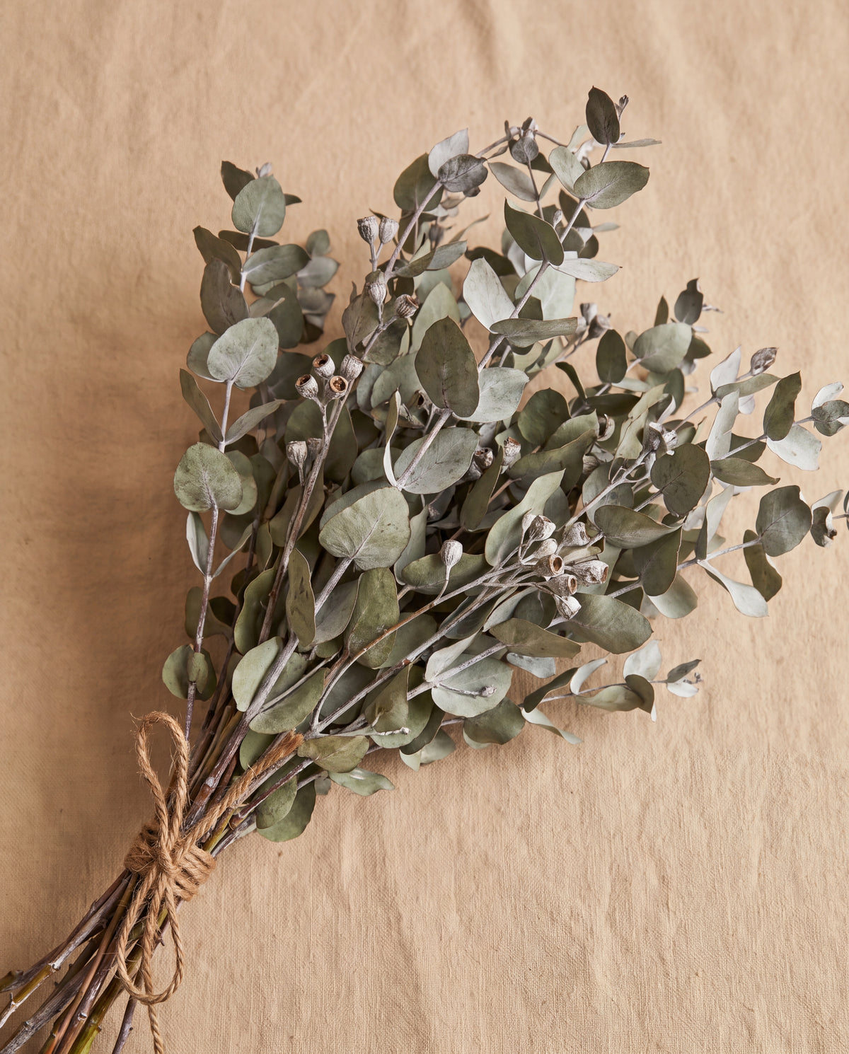Eukalyptus