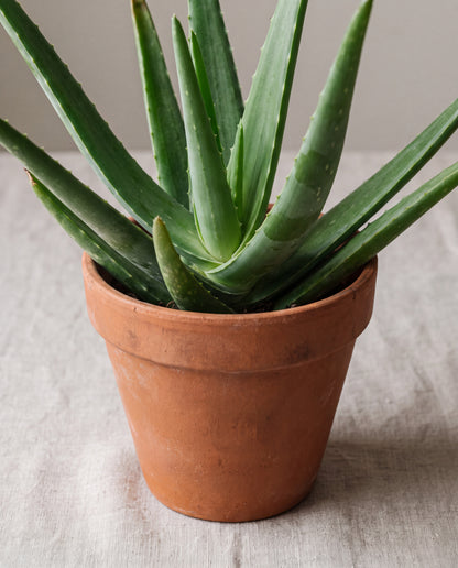 Aloe vera