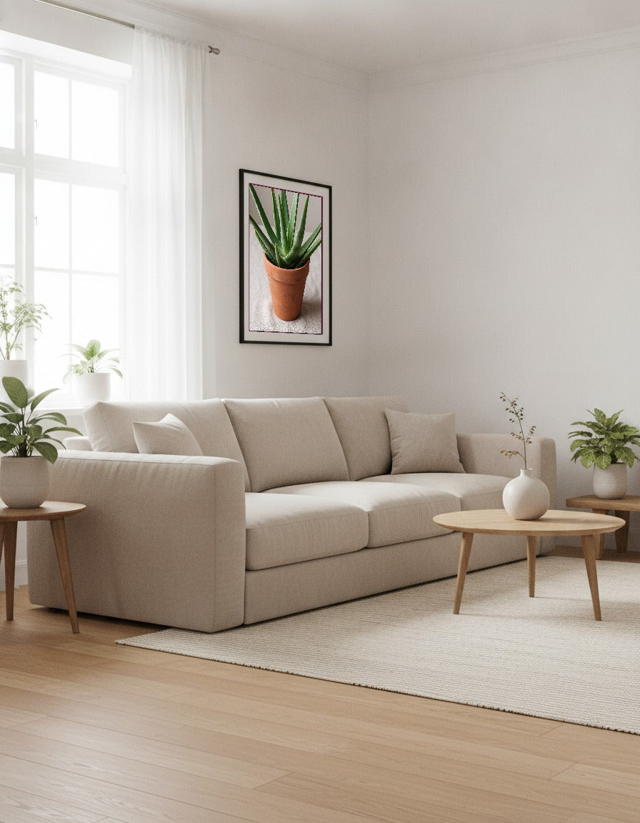 Aloe vera i vardagsrummet