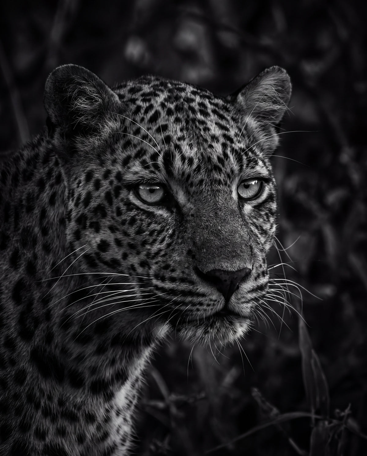 Leopard i svartvitt