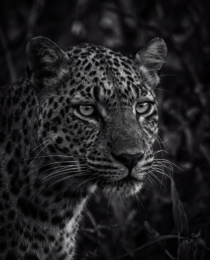 Leopard i svartvitt