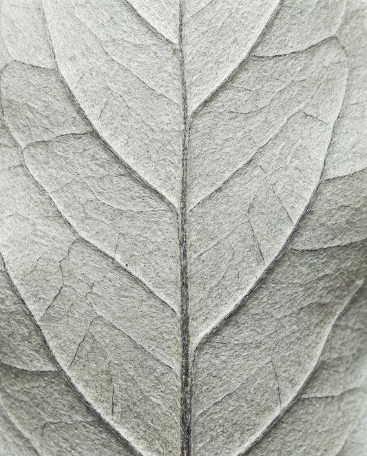 Blad i närbild