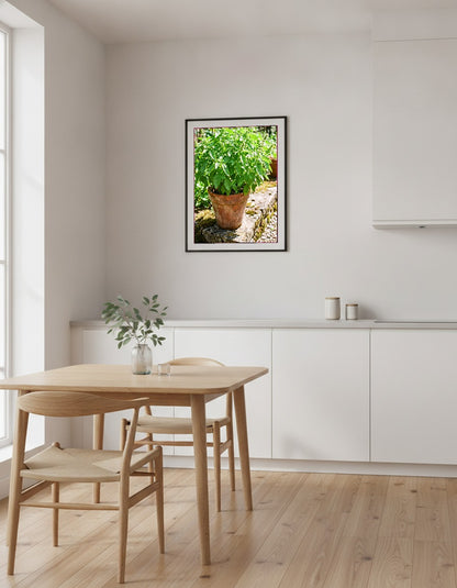 Basilika i terrakotta i köket