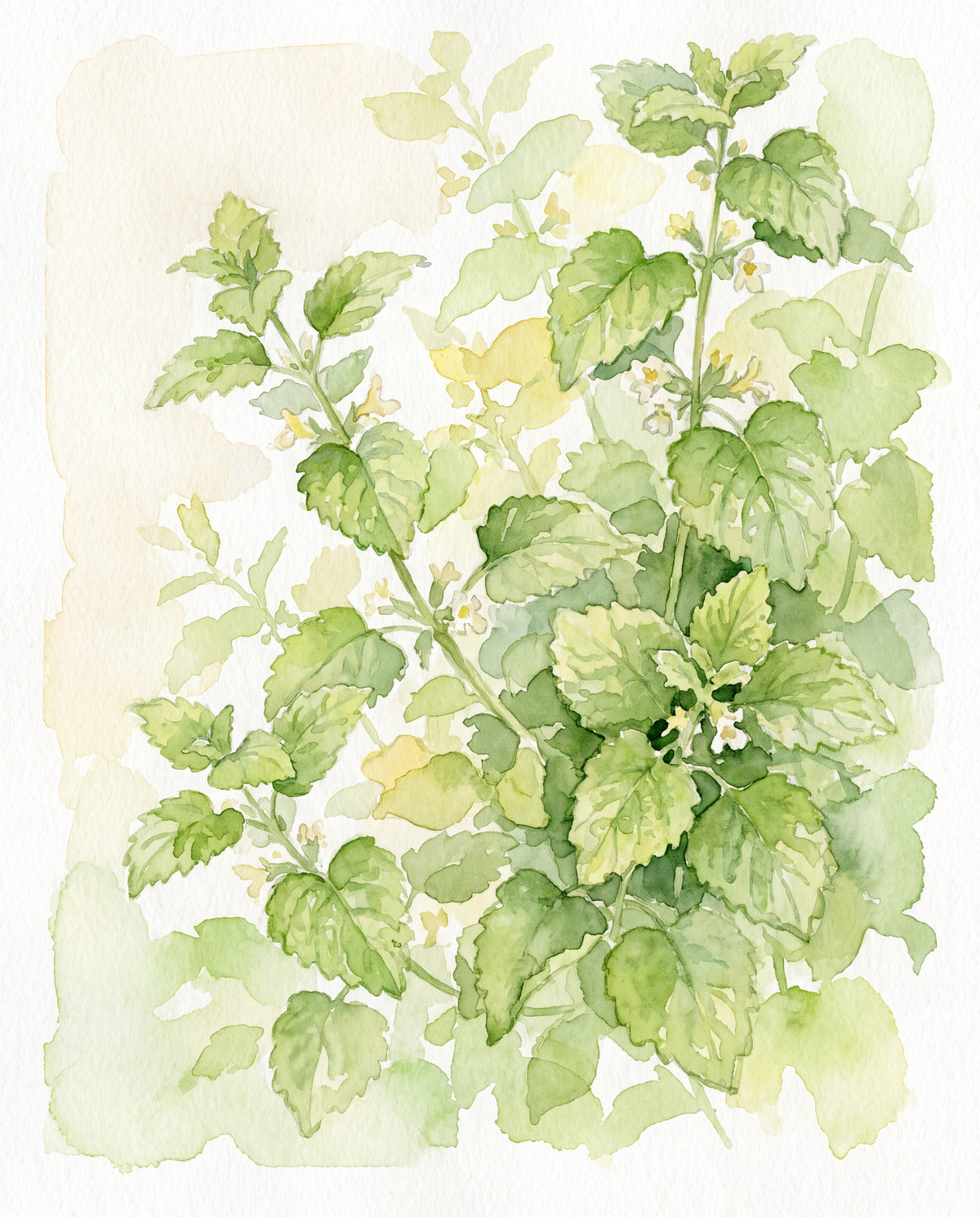 Citronmeliss i akvarell
